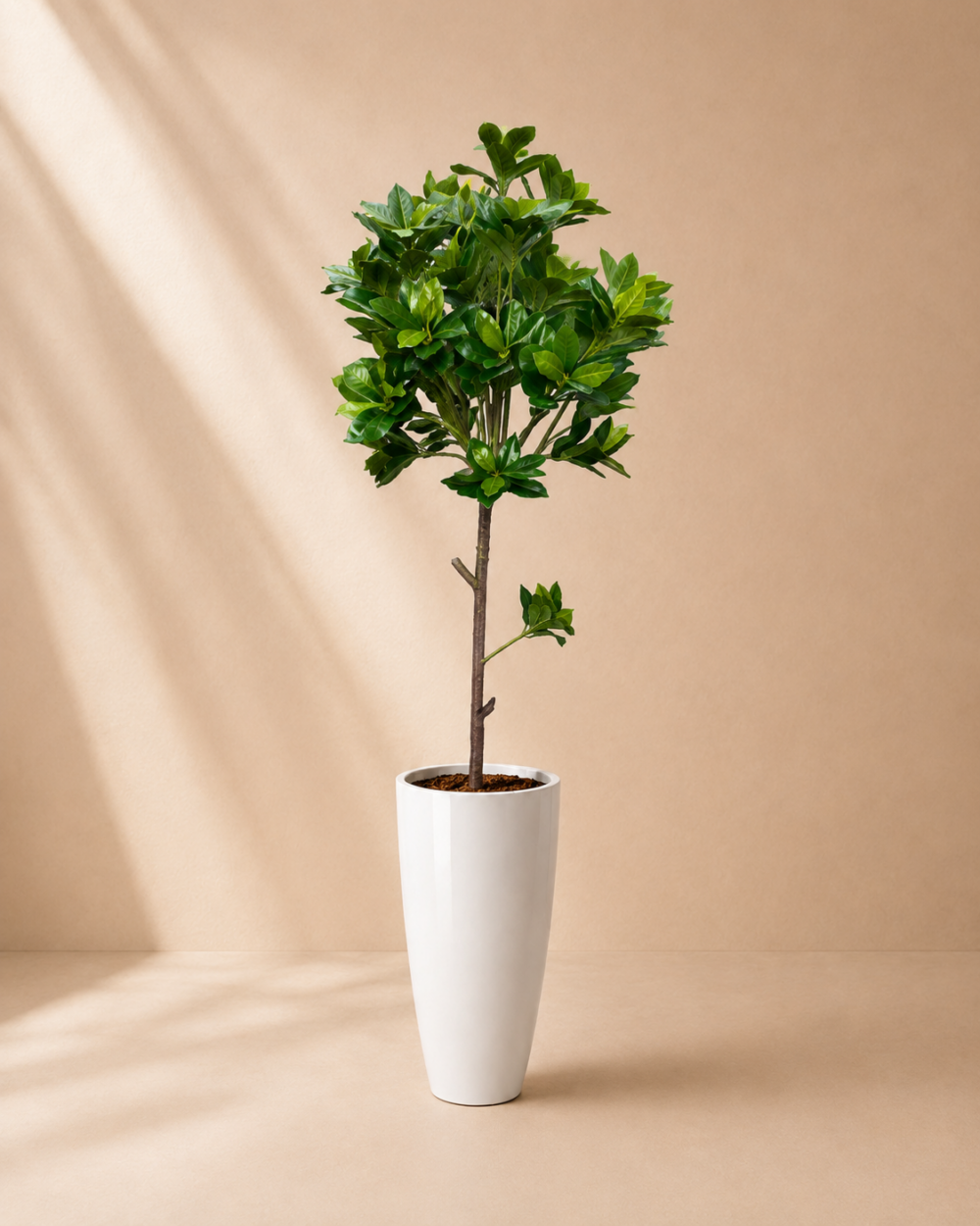 Manolya (150 cm)