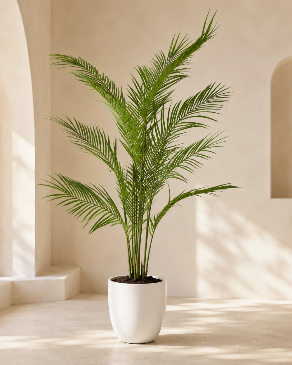Areka (150 Cm)